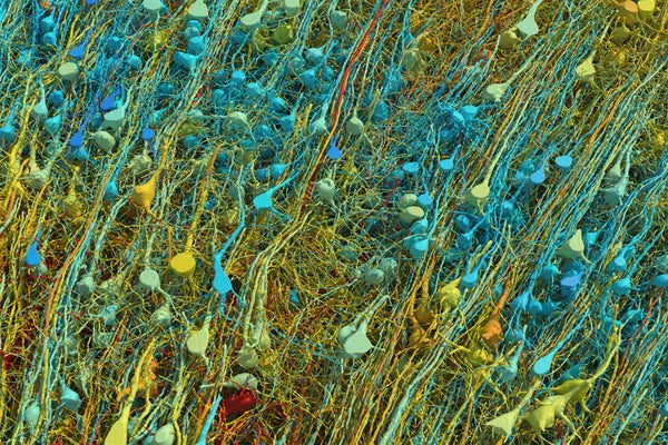 Close up view of excitatory neurons colored by size v2 black background WEB