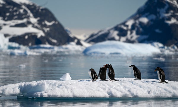 Penguins in antarctic landscape 1