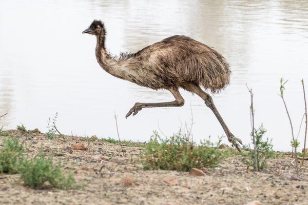 running emu