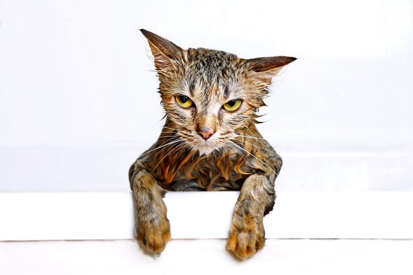 wet cat in tub