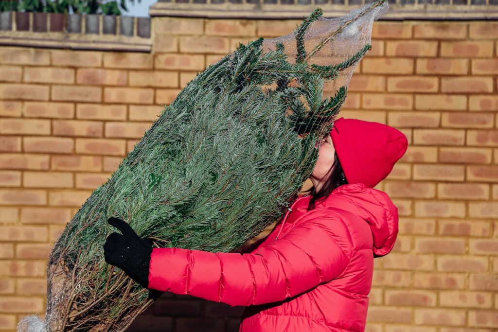 smelling christmas tree