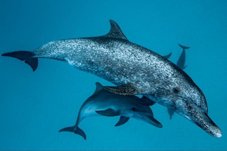 1745862369 Atlantic spotted dolphins GettyImages 1218197587