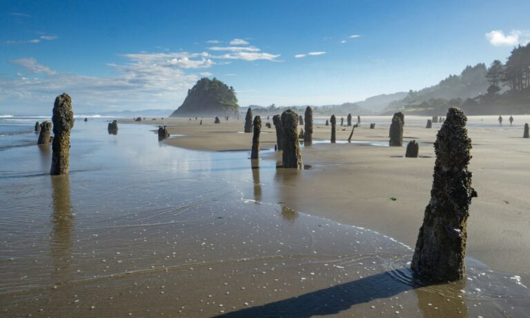 Stumps of Sitka Spruce drowned from subsidence during a subduction zone earthquake some 1600 years ago Neskowin Oregon