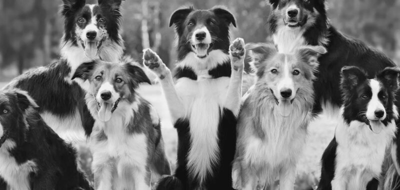 Off Leash K9 Training Tulsa Sets the Standard for Professional Dog Training Services